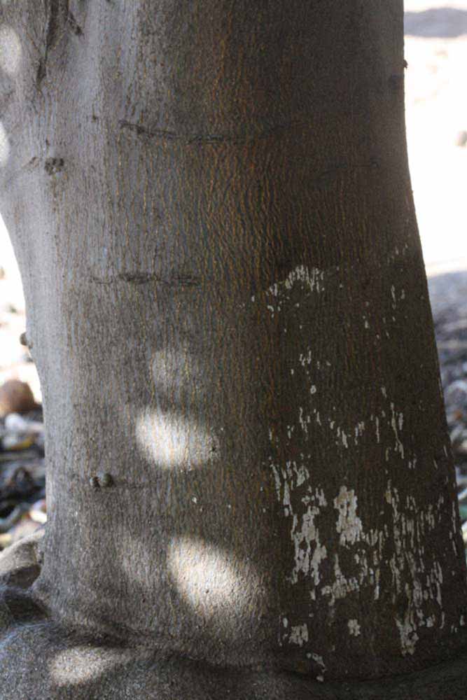              Bark (Blanca Macetera, Riverside, CA)       
